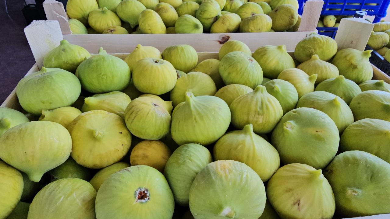 Buharkent’in taze incirinin sofralara yolculuğu sürüyor